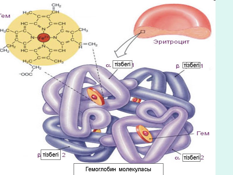 Гемоглобин молекуласы тізбегі  тізбегі   тізбегі   тізбегі